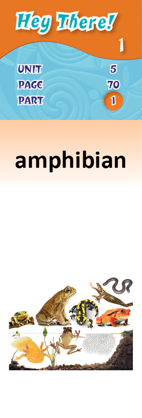 images/amphibian_740ieGS.jpg